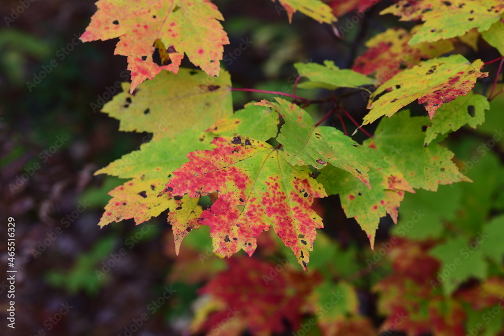autumn leaves background autumn leaves background