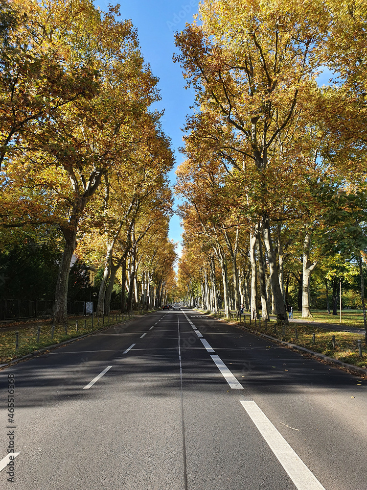 Asphaltstraße mit schönen Bäumen an den Seiten im Herbst - Berlin