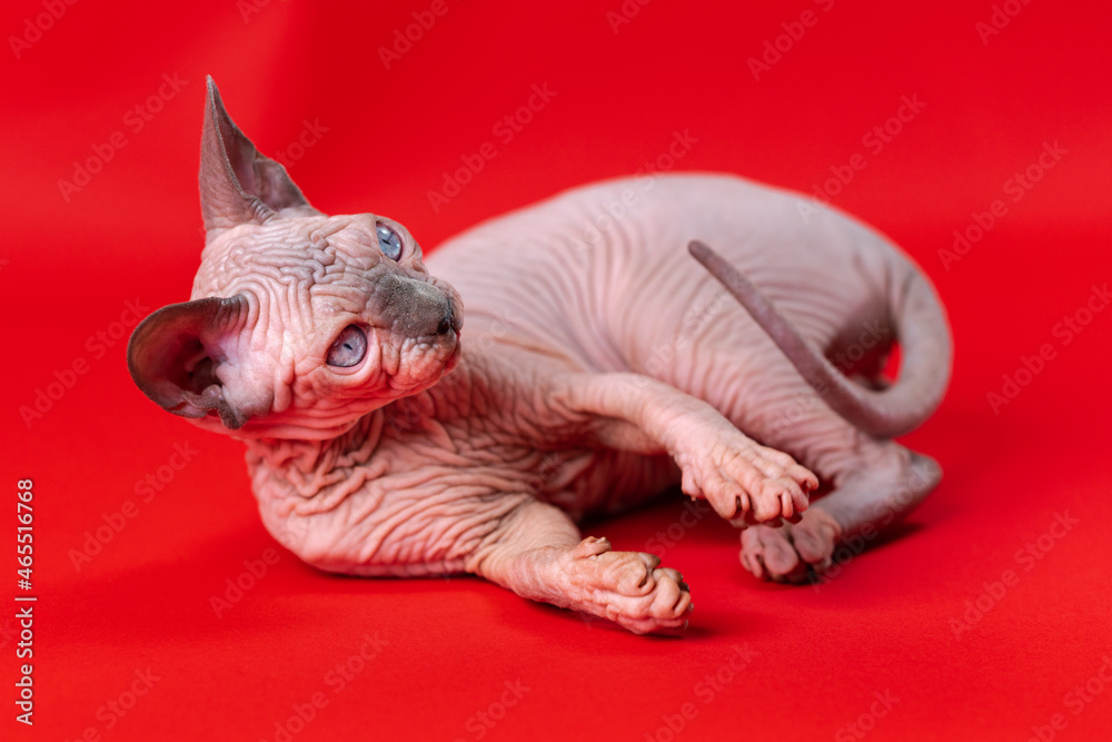 Portrait of Canadian Sphynx Cat of blue mink and white color, lying with his head raised on red background. Beautiful kitten of four months old of rare breed. Studio shot.