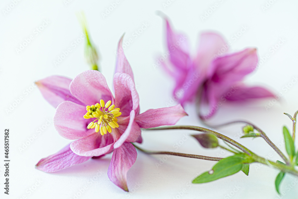 .aquilegia flower isolated on white background