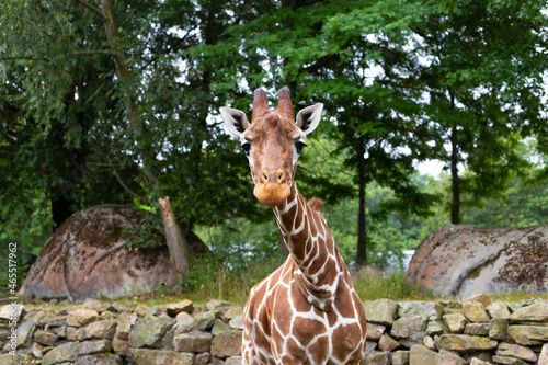 Giraffe in zoo looking into the camera