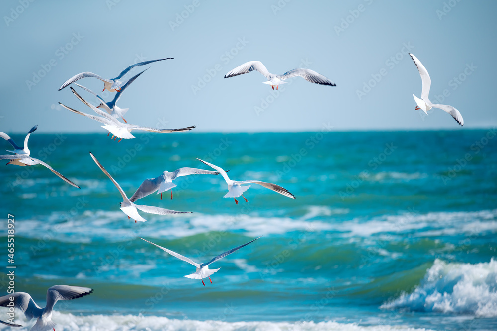 Obraz premium A flock of seagulls seabirds over the sea.