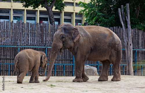 elephant mother and child at zoo in Budapest