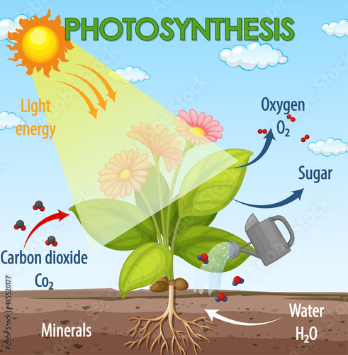 Diagram showing process of photosynthesis in plant