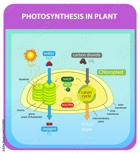 Process of photosynthesis in plant