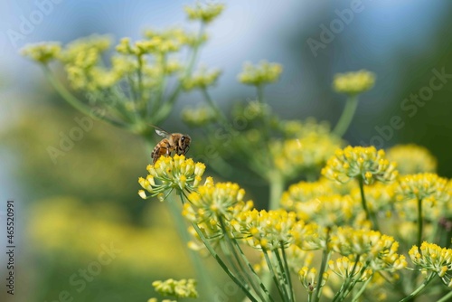 Honey bees, apis mellifera,pollinate fennel flowers