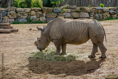Picture of a big male rhinoceros who eats hay