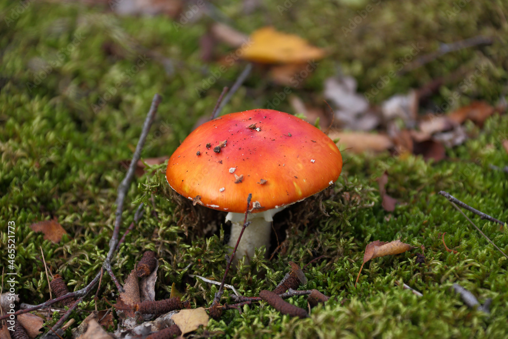Close-up of poisonous toadstool mushroom growing on forest ground surrounded by moss and leaves Close-up of poisonous toadstool mushroom growing on forest ground surrounded by moss and leaves