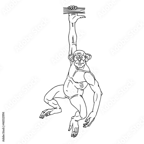 A chimpanzee hanging on a branch. Funny character. Pull-up on the crossbar. Vector illustration with contour lines in black ink isolated on a white background in cartoon and hand-drawn style.