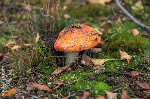 Close-up of poisonous toadstool mushroom growing on forest ground surrounded by moss and leaves