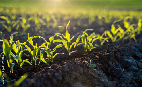 Closeup of young green corn sprouts planted in neat rows on a agricultural field against a blue sky. Copy space  space for text. Agriculture.