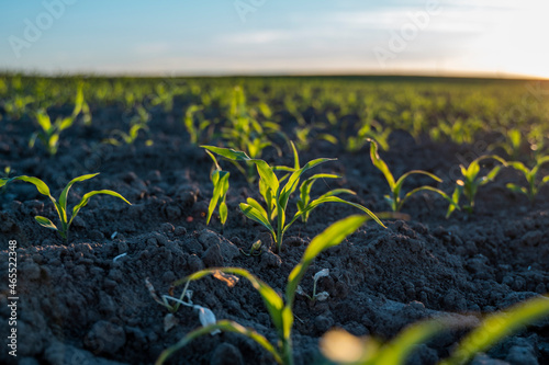 Growing young green corn seedling sprouts in cultivated agricultural farm field under the sunset  shallow depth of field. Agricultural scene with corn sprouts in earth closeup.