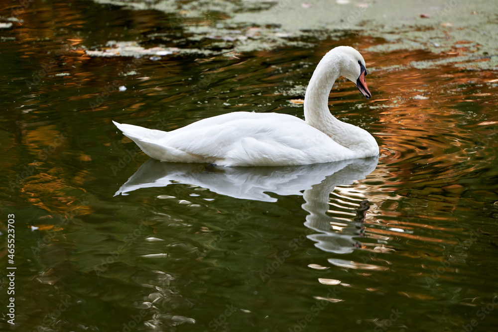Single white swan on the lake, copy space. Swan bird outdoors. Goose Single white swan on the lake, copy space. Swan bird outdoors. Goose