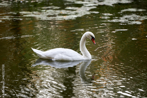 Single white swan on the lake, copy space. Swan bird outdoors. Goose