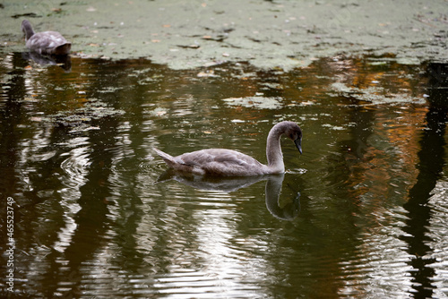 Young gray swans on the lake, copy space. Swan bird family outdoors. Goose