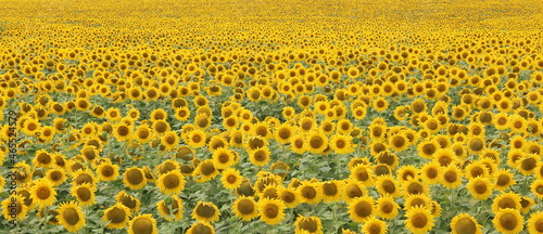 Sunflower field landscape  Sunflowers garden  Sunflower blooming  Sunflower natural background