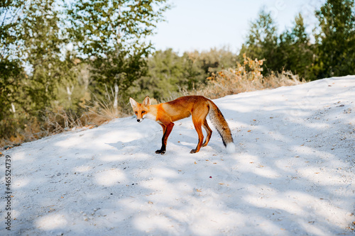 The red fox walks on the white ground. An orange fox in the woods. Nature of the Southern Urals, Russia. © Aleksey