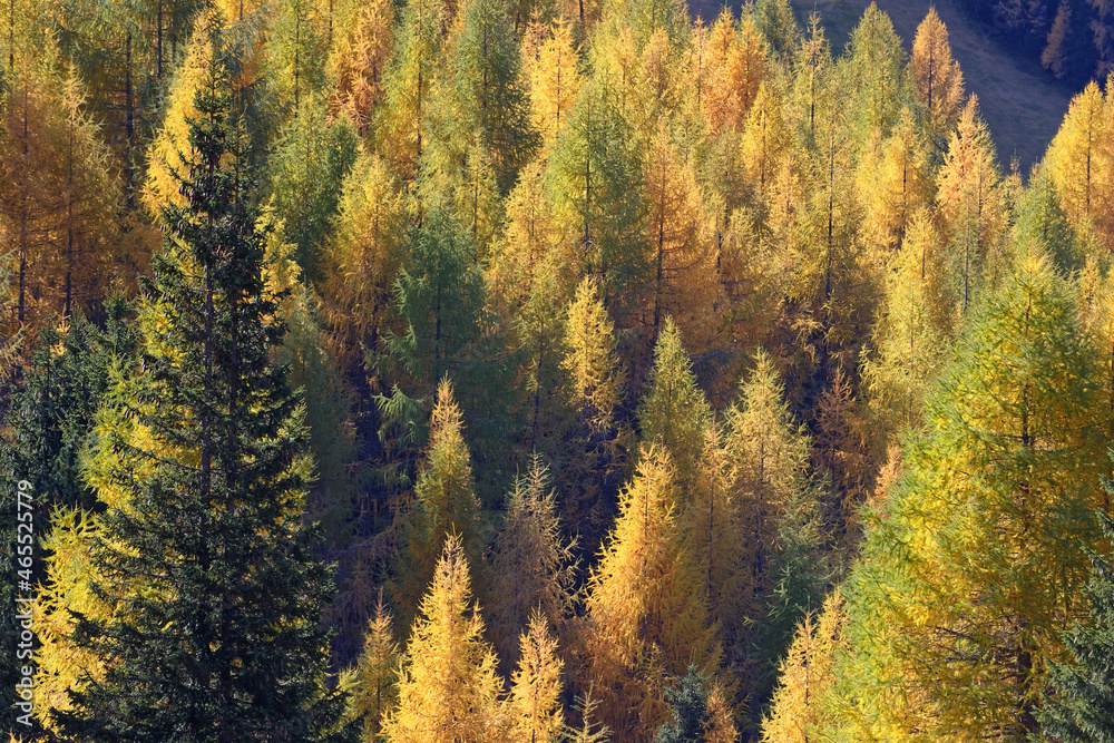 Yellow bright colors of fall on the larches of Dolomites mountains in october. Yellow bright colors of fall on the larches of Dolomites mountains in october.