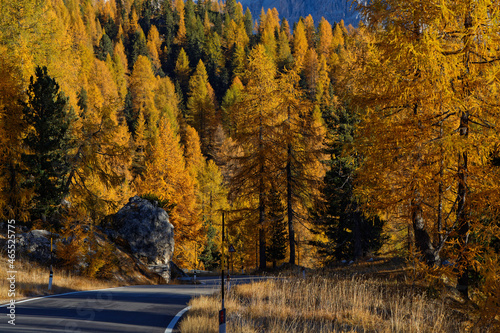 Yellow bright colors of fall on the larches of Dolomites mountains in october.