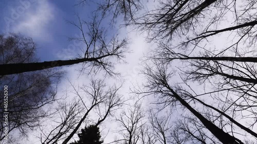 Spring. A strong wind shakes the trees.