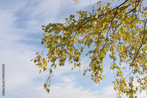 Birch branches with yellow leaves against a blue sky with gentle white clouds. Sunny autumn day. Selective focus with copy space. © Vladymyr
