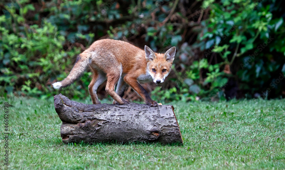 Obraz premium Fox cubs exploring and playing in the garden