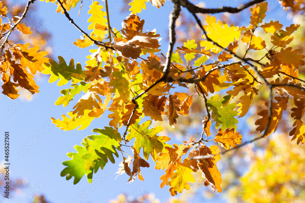 Detail of an oak branch with vibrant autumnal color against clear blue sky on a sunny day. Autumnal mood. Detail of an oak branch with vibrant autumnal color against clear blue sky on a sunny day. Autumnal mood.