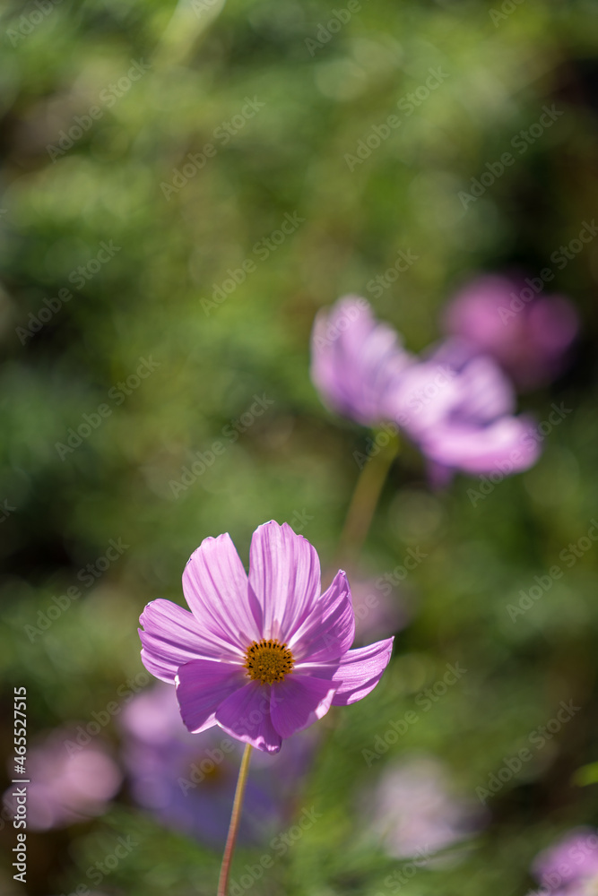 Fototapeta premium コスモスE