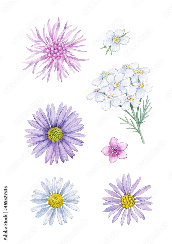 Autumn wild field flowers set. Watercolor hand drawn  field wild carnation, cornflower, daisy flower. Can be used as print, packaging, textile, fabric, element design, stickers, invitation, postcard.