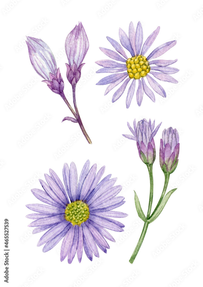 Autumn wild carnation flowers. Watercolor hand drawn field wild carnation flowers set. Can be used as print, packaging, textile, fabric, element design, stickers, invitation, card, element design. Autumn wild carnation flowers. Watercolor hand drawn field wild carnation flowers set. Can be used as print, packaging, textile, fabric, element design, stickers, invitation, card, element design.