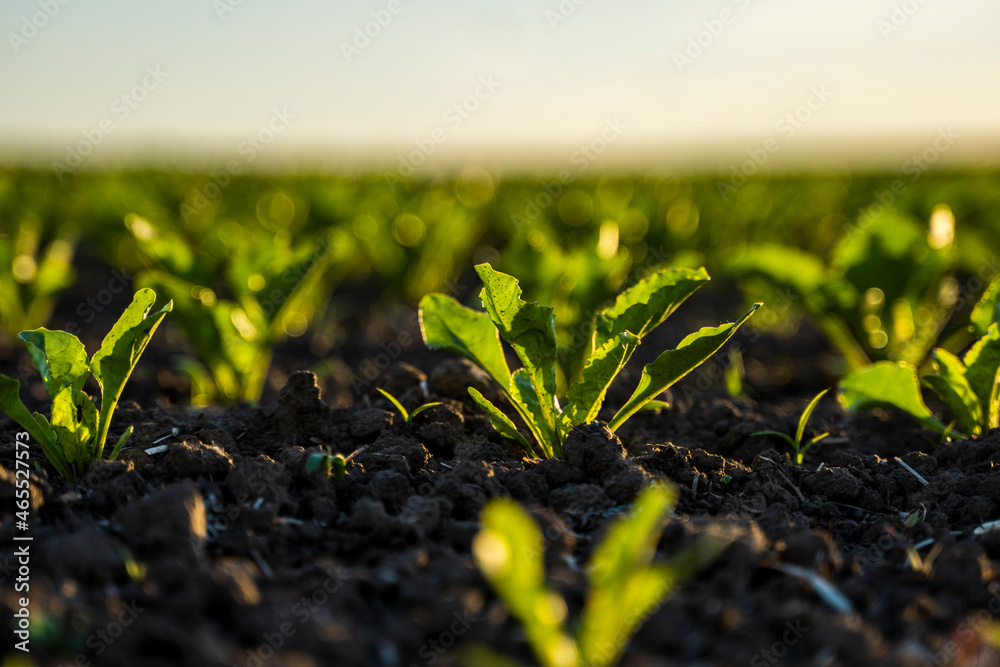 Young shoots of sugar beet, illuminated by the sun. Sugar beet cultivation. - obrazy, fototapety, plakaty 
