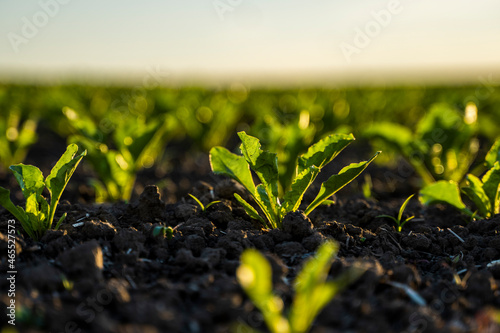 Young shoots of sugar beet, illuminated by the sun. Sugar beet cultivation.