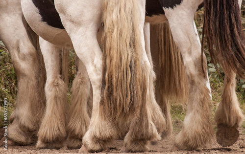 Horse Legs with feathers