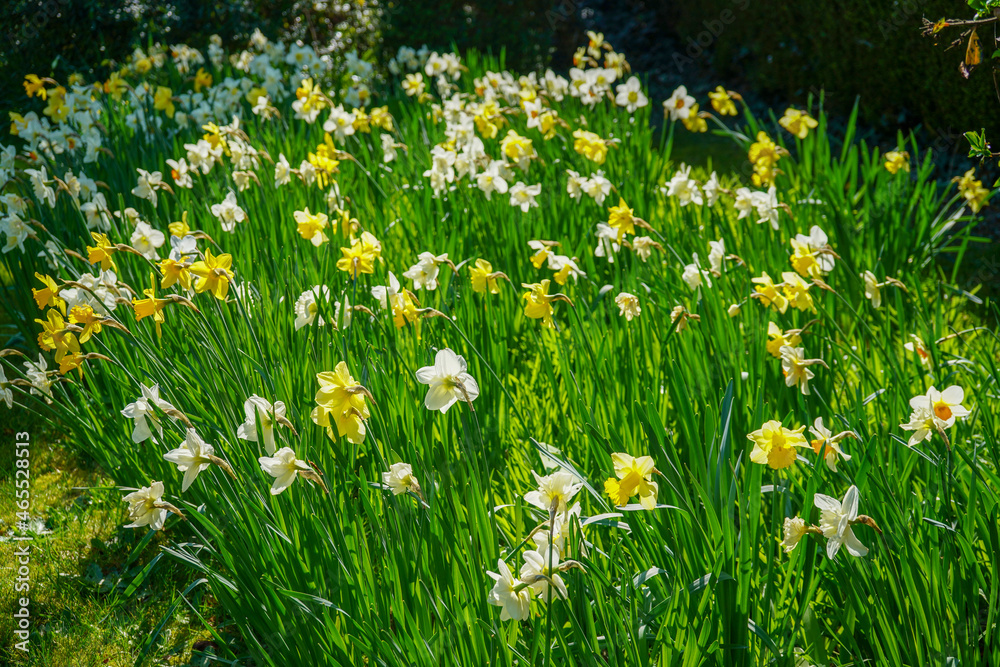 Fototapeta premium Close up of group of daffodil flowers in the spring