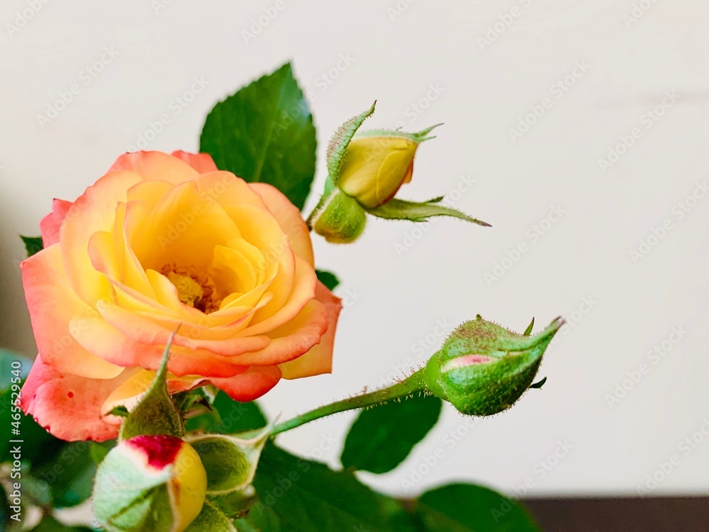 Beautiful fresh yellow-red roses. Beautiful fresh yellow-red roses.