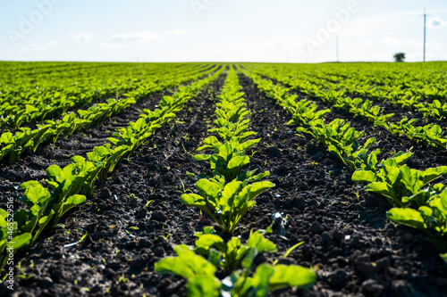 Straight rows of sugar beets growing in a soil in perspective on an agricultural field. Sugar beet cultivation. Young shoots of sugar beet  illuminated by the sun. Agriculture  organic.