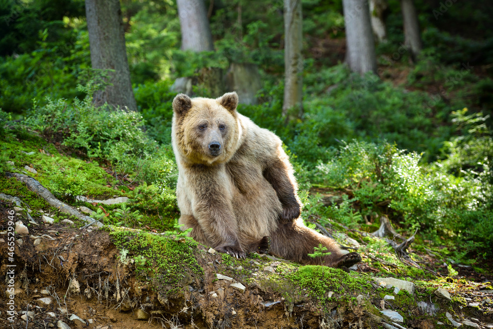 Fototapeta premium Wild Brown Bear (Ursus Arctos) sits in the summer forest. Animal in natural habitat.