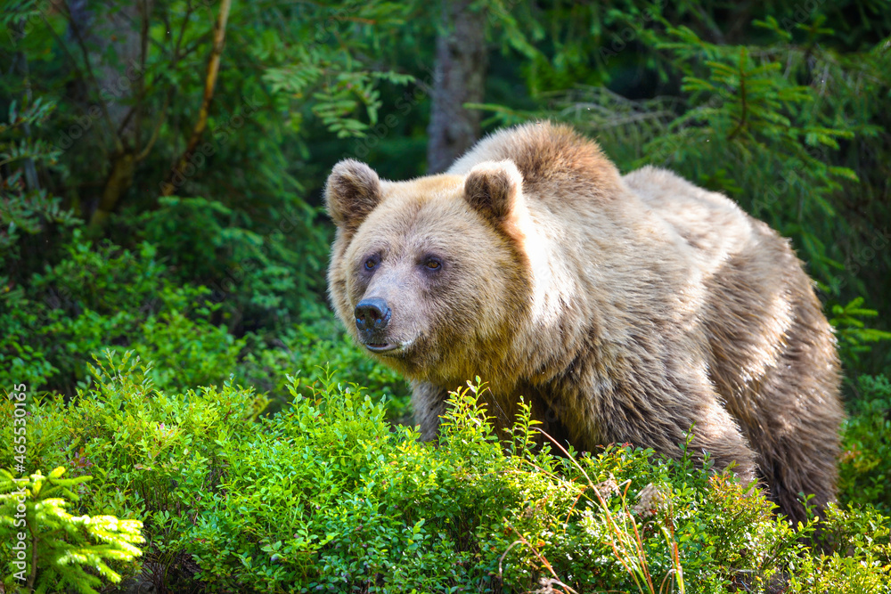 Wild Brown Bear (Ursus Arctos) in the summer forest. Animal in natural habitat.