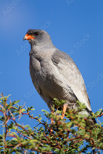 Pale-chanting Goshawk perched in a tree looking over the Kalahari desert in South Africa