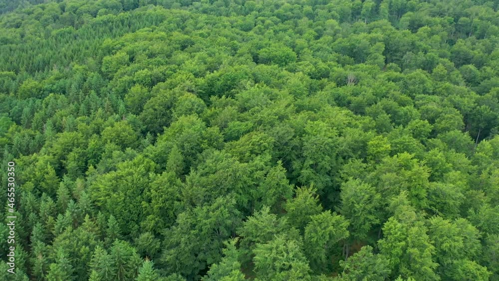 Aerial view flying over dense green forest and treetops in southern Sweden
