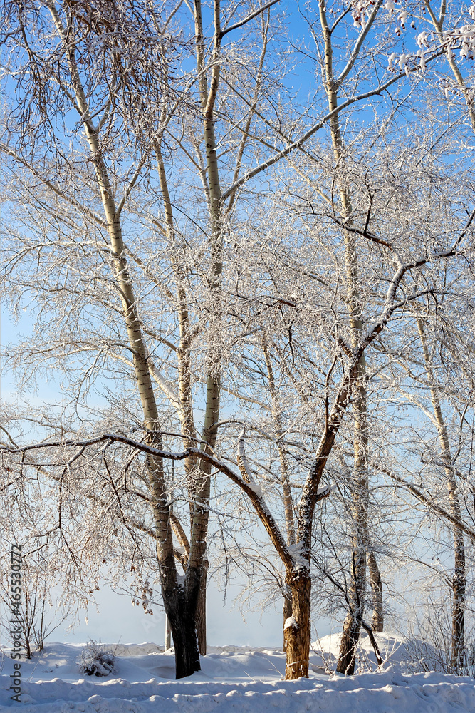 Poplars covered with frost in winter in the park