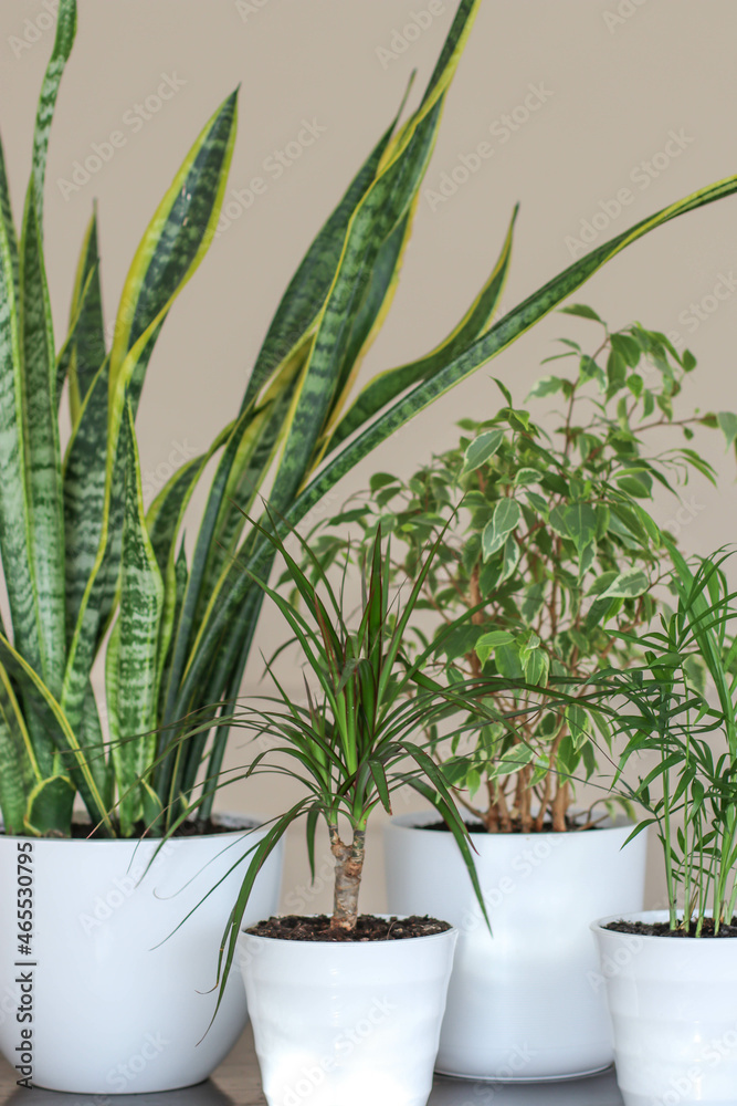 Obraz premium Green plants in white pots in the room. Modern home garden composition. Stylish and minimalistic interior in the style of an urban jungle. Home decor botany with many plants.