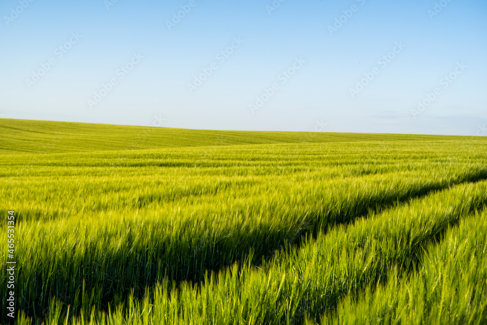Young green barley growing in a agricultural field. Barleys sprout growing in soil.