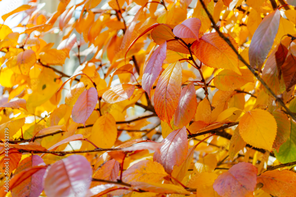 Sun light on yellow-orange foliage. Autumn background. Sun light on yellow-orange foliage. Autumn background.