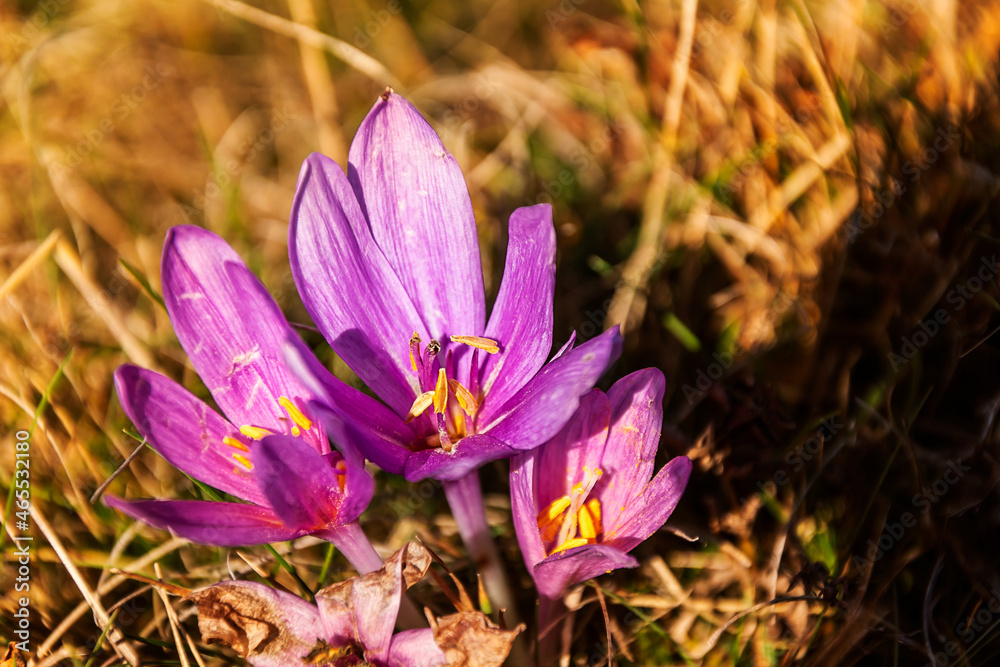 Purple crocus flowers on an autumn day Purple crocus flowers on an autumn day