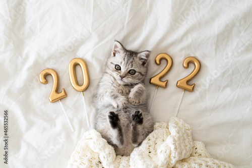 A cute tabby kitten of the Scottish straight cat breed sits on a knitted blanket. Good New Year spirit. Ready postcard 2022. Happy New Year animal, pet, cat.
