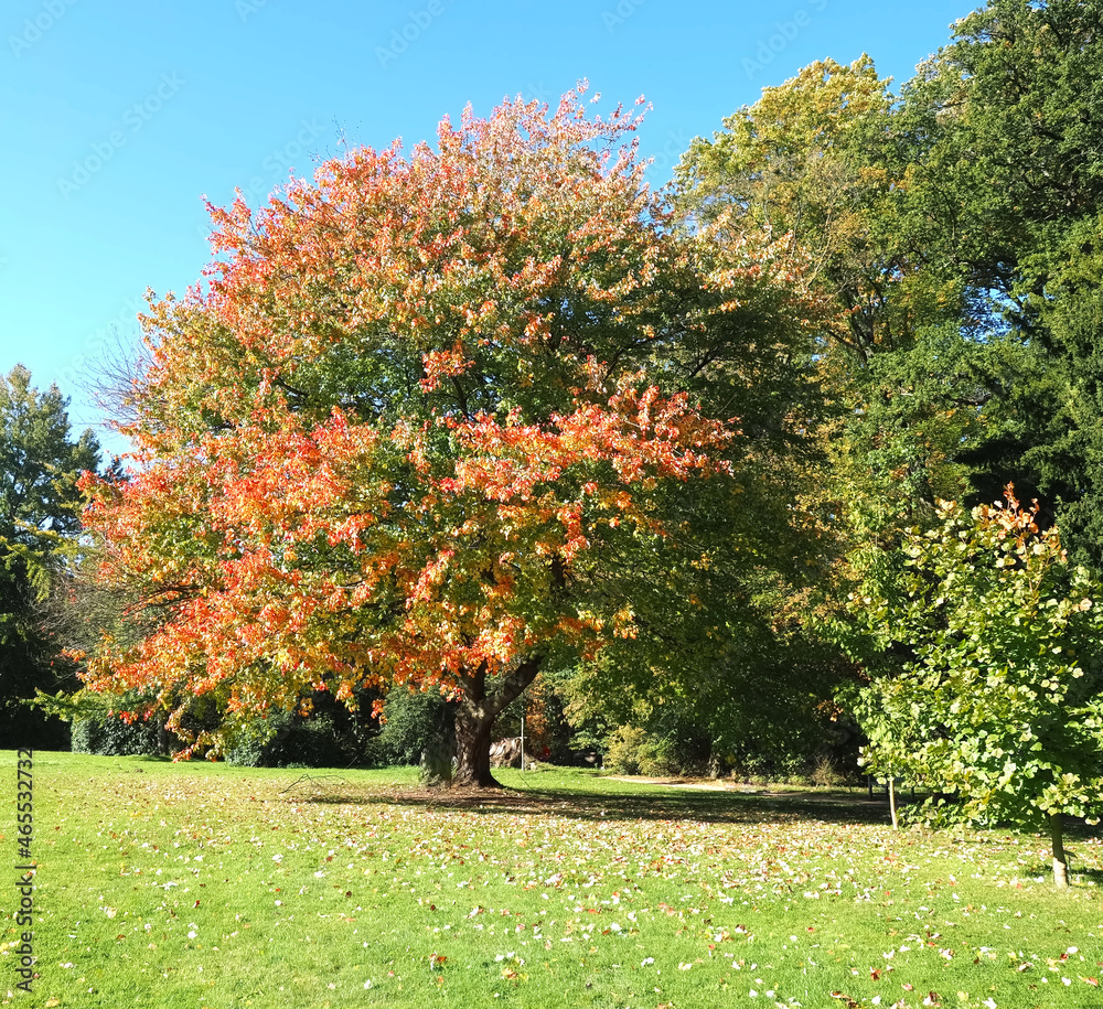 Fototapeta premium Colors of autumn fall - Beautiful maple tree on a meadow