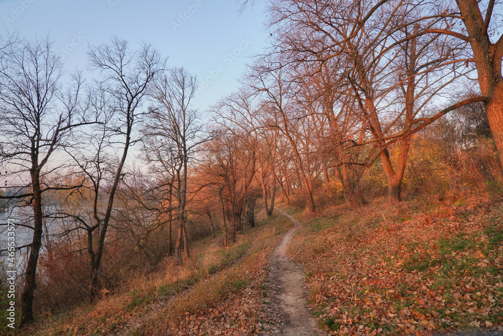 autumn in the woods