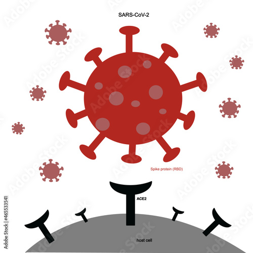 The Spike protein (RBD) of Novel coronavirus or SARS-CoV-2 Specific bind to ACE2 receptor of the host cells. The Red icon of COVID-19 (SARS-CoV-2) : Spike Protein(RBD) and ACE2 receptor of Human cell. photo