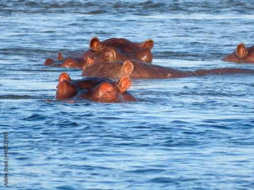 hippos in the river